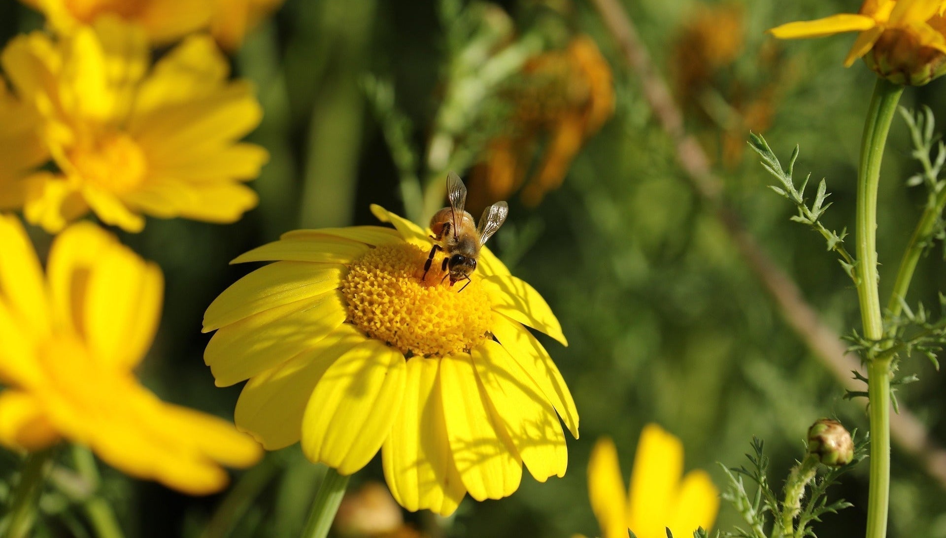 What are the Indian plants bees love most – and why does it matter for your honey?
